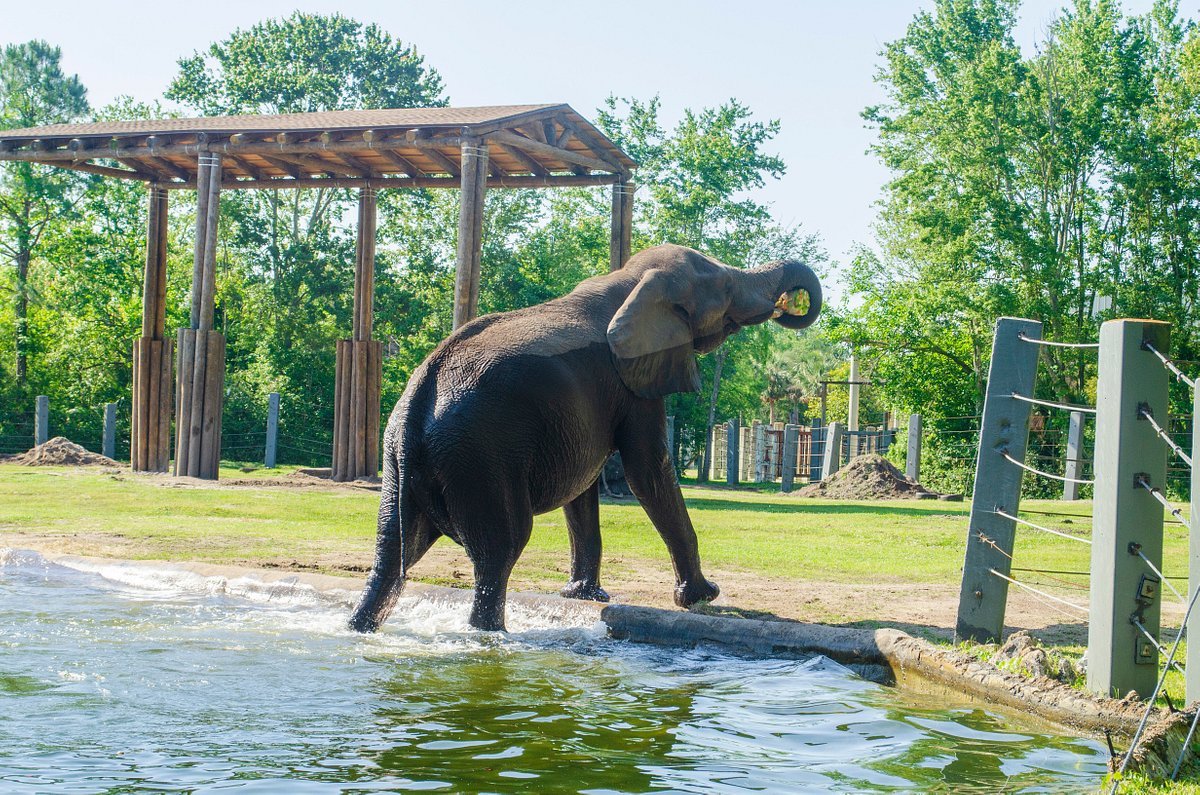 Jacksonville zoo